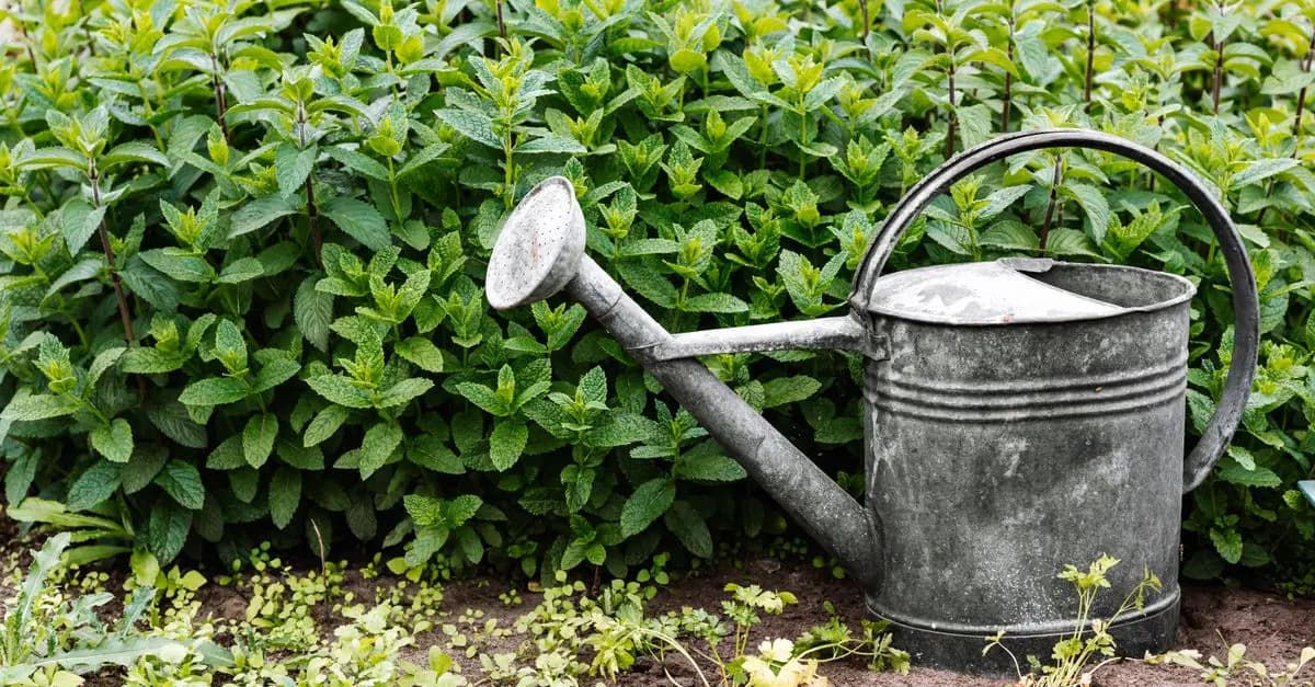 Guide Pratique pour Choisir les Meilleurs Légumes à Cultiver