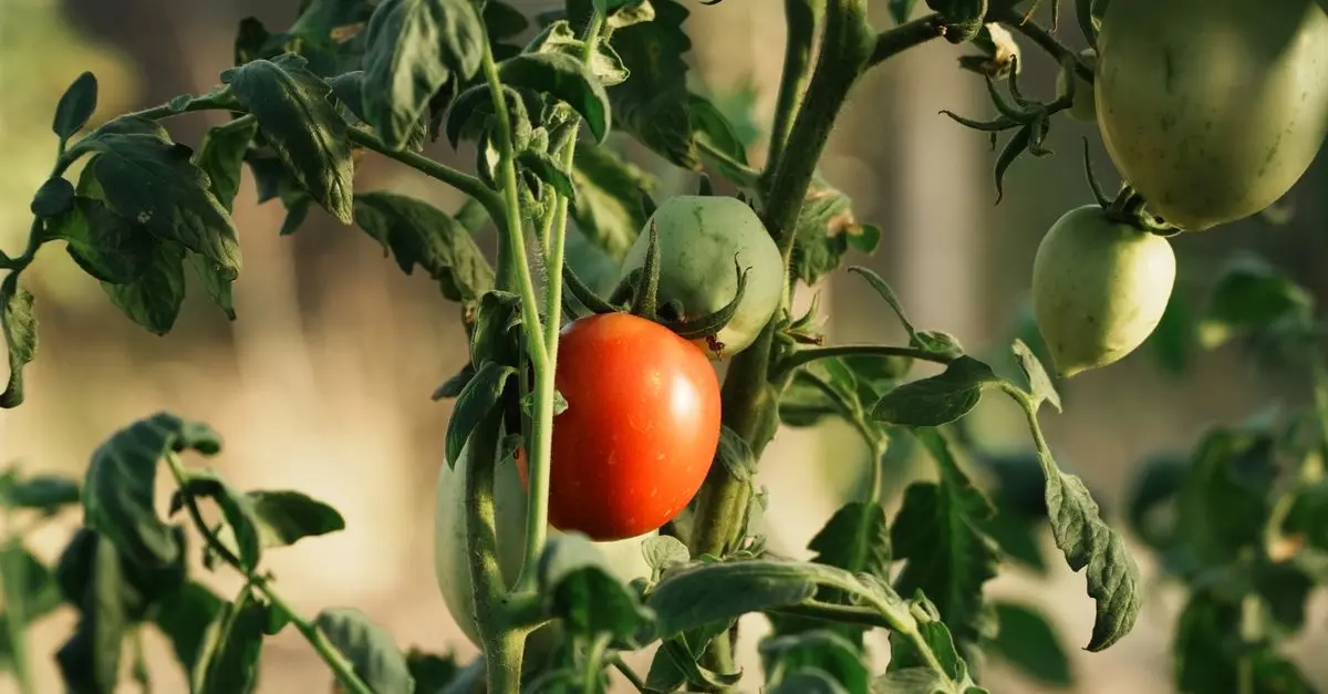 Guide Pratique pour Choisir Vos Légumes de Saison