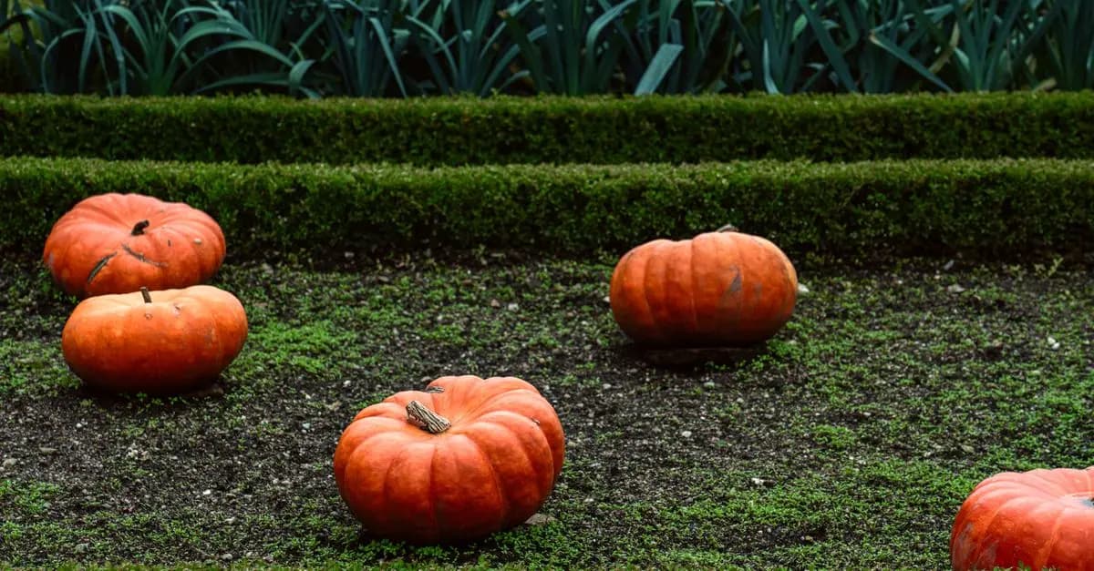 Guide Complet pour Choisir les Légumes à Semer en Automne