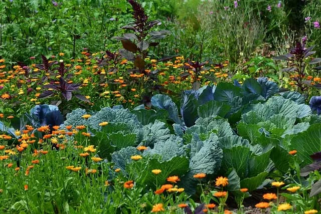 Guide Complet des Meilleures Pratiques pour Cultiver des Légumes