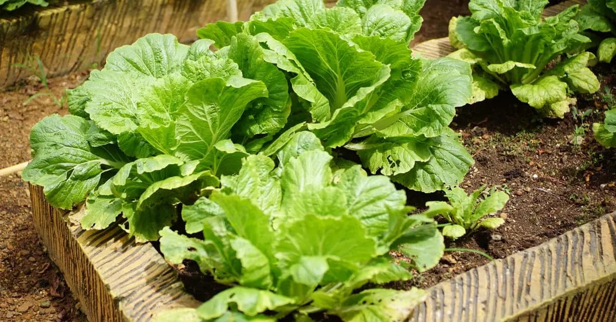 Comment Cultiver un Potager de Légumes Écologiques