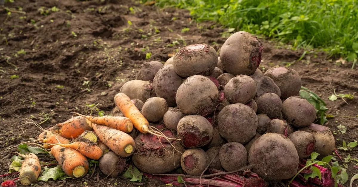 Guide Complet pour Cultiver des Légumes de A à Z