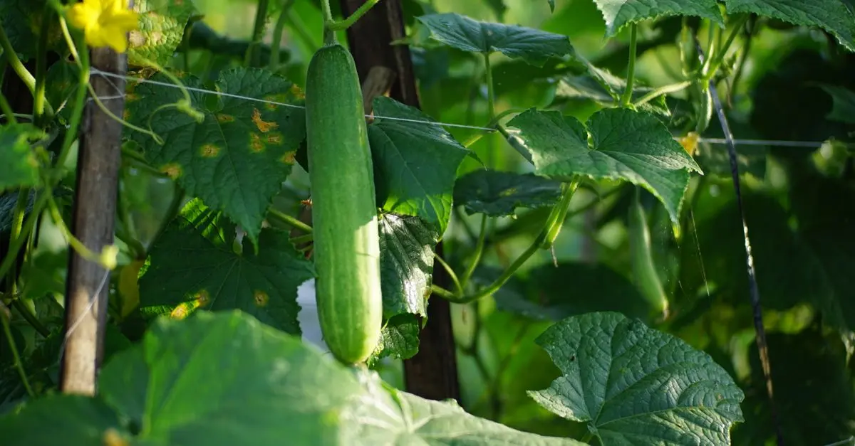 Guide Pratique pour Cultiver des Légumes Écologiques