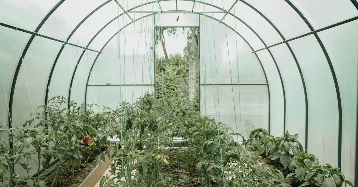 Le Guide Pratique pour Cultiver des Légumes Écologiques