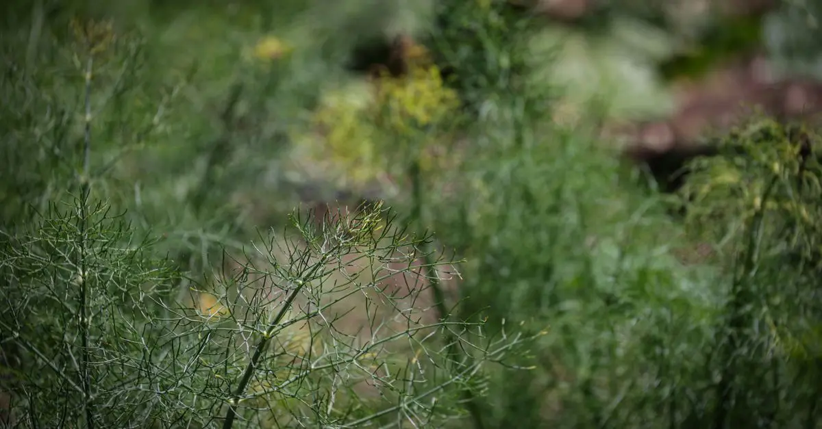 Les Techniques Incontournables pour Cultiver des Légumes Écologiques