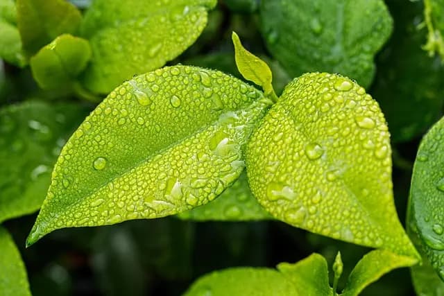 Guide Pratique pour Démarrer un Potager Équilibré