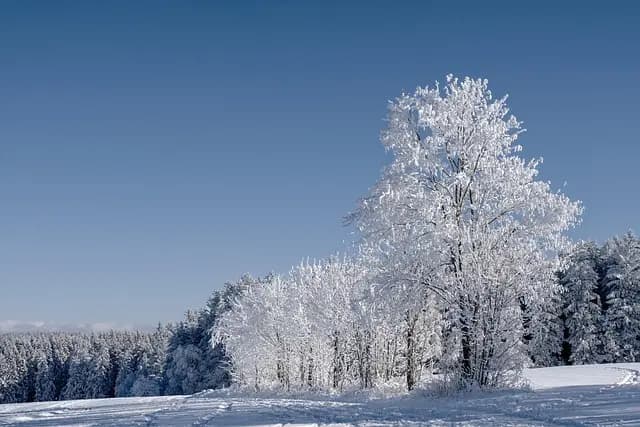 Guide Pratique pour Cultiver des Légumes Hivernaux