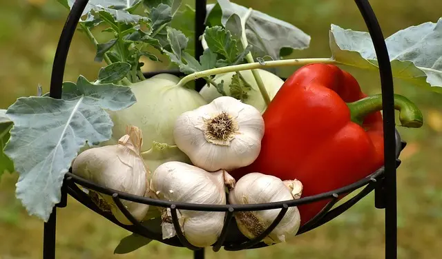 Tout Savoir sur les Légumes : Cultures et Bienfaits