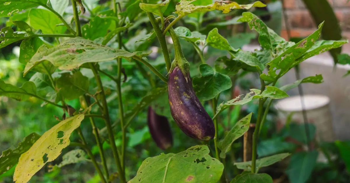 Tout Savoir sur les Légumes Bio : Avantages et Entretien