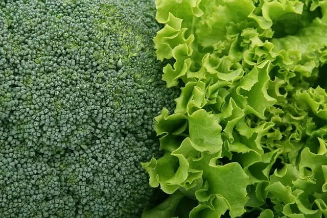 Tout Savoir sur les Légumes : Variétés, Cultures et Entretien