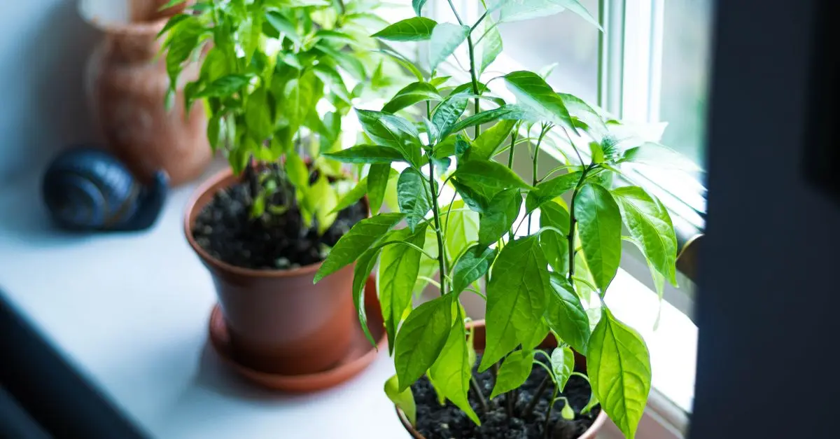 Guide Complet pour Cultiver des Légumes en Intérieur