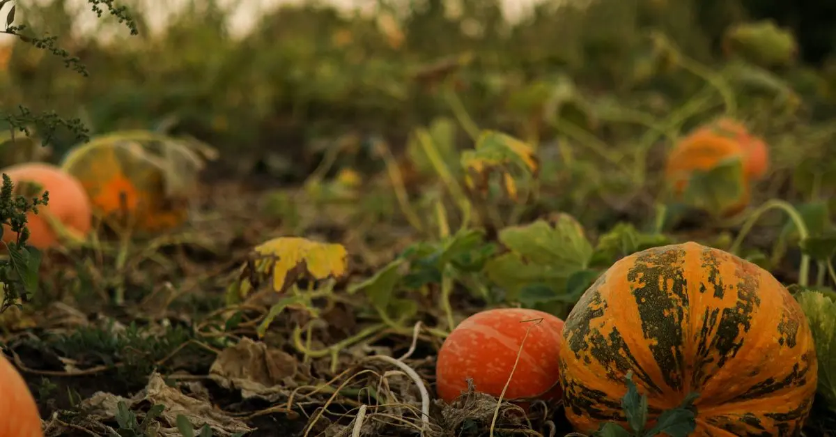 Guide Complet pour Choisir les Légumes de Saison