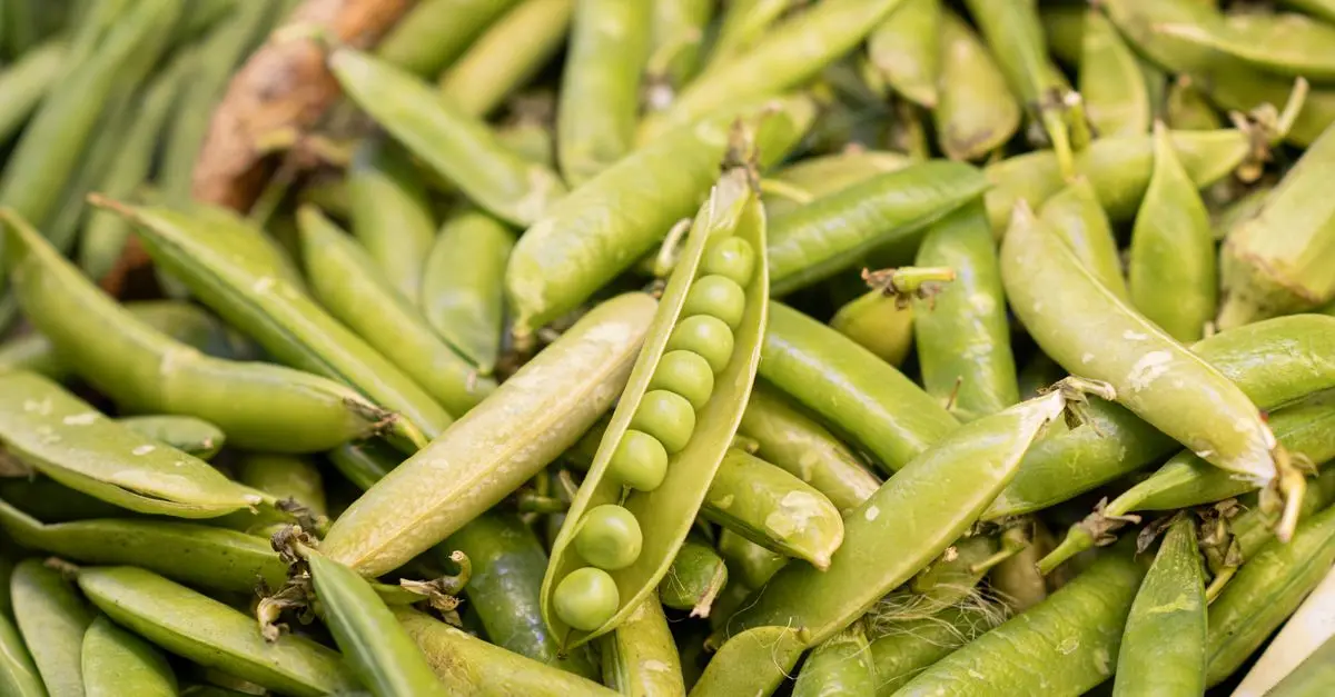 Guide Complet pour Cultiver des Légumes Durables