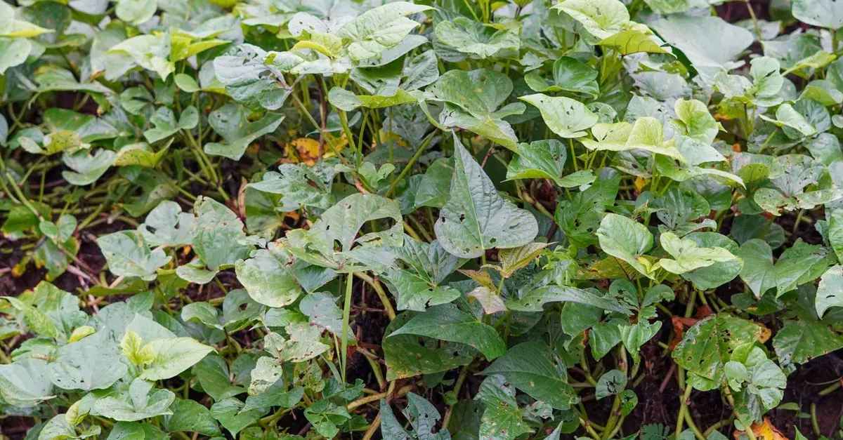Le Guide Ultime pour Cultiver des Légumes Écologiques