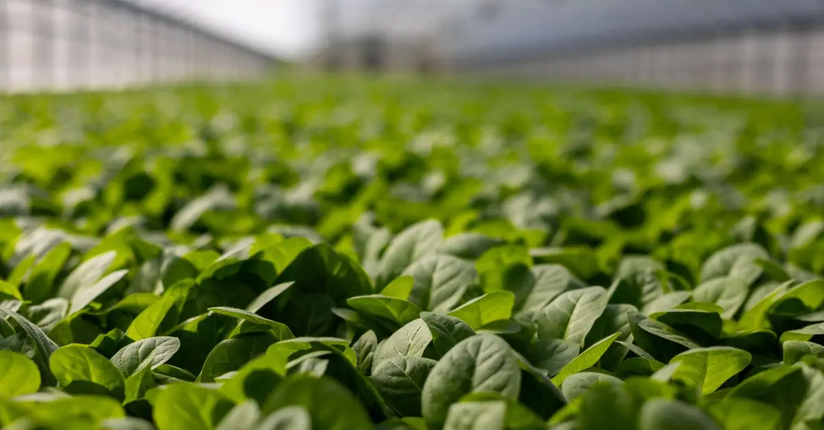 Guide Pratique pour Cultiver des Légumes à Feuilles