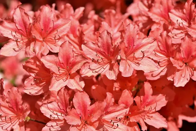 Guide Pratique pour Choisir Les Légumes à Semer au Printemps