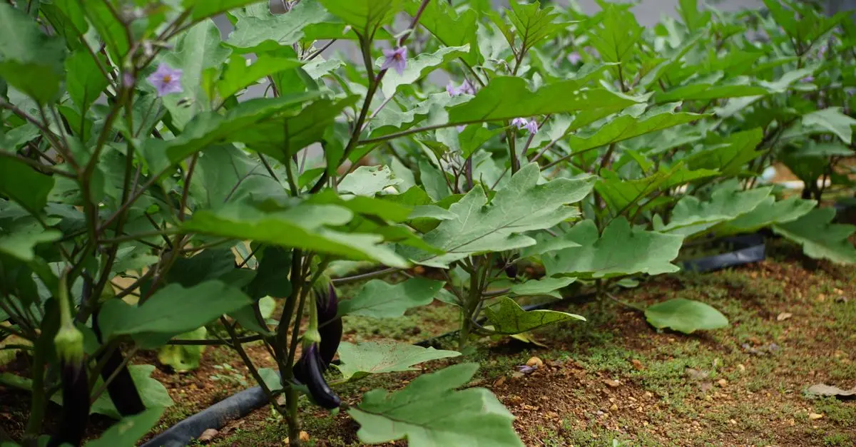 Guide Pratique pour Cultiver des Légumes Écologiques