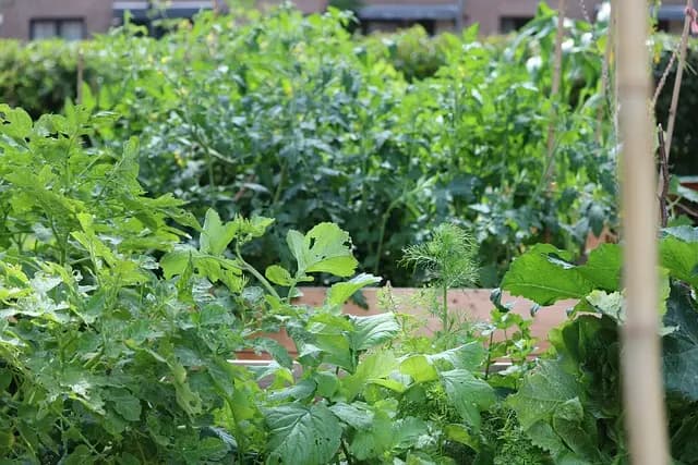 Comment Cultiver des Légumes Faciles à Entretenir