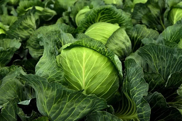 Les Meilleurs Légumes à Cultiver pour Débutants