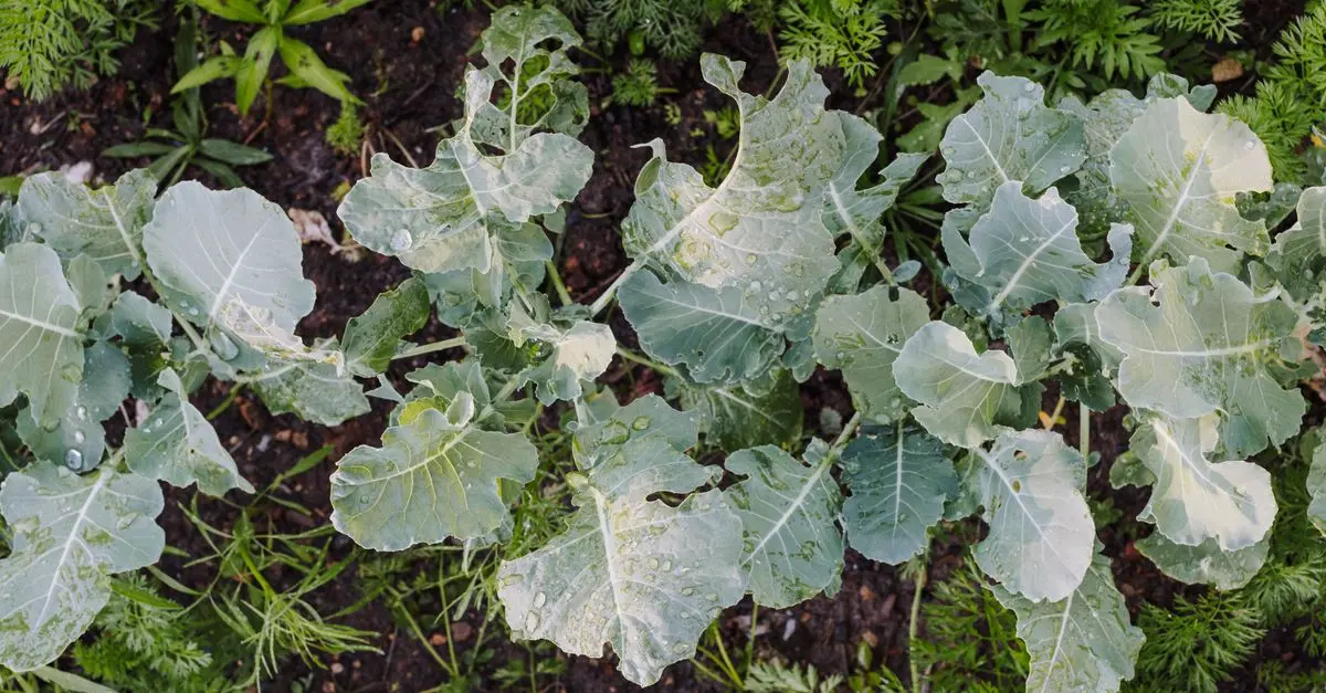Guide Complet pour Cultiver des Légumes d'Hiver
