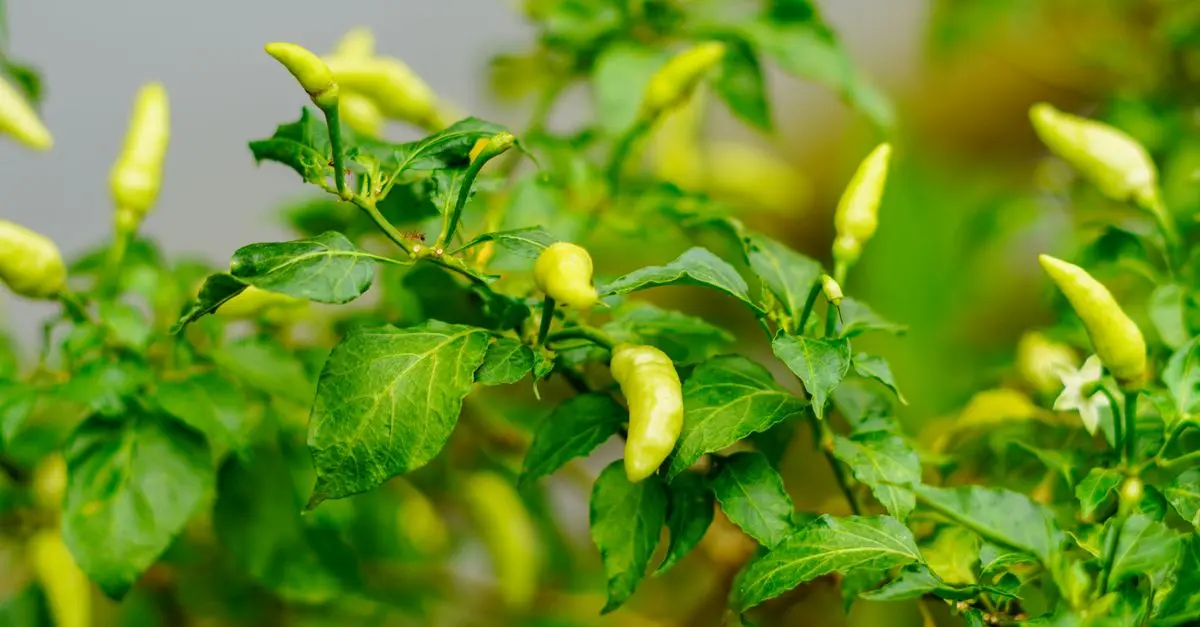 Guide Pratique pour Maximiser la Récolte de Vos Légumes