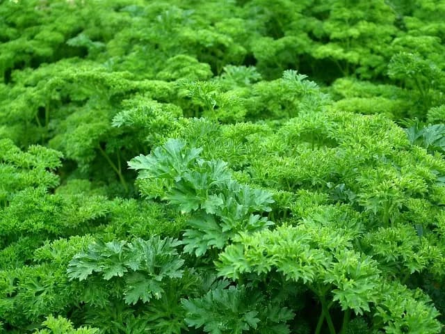 Les Meilleures Techniques pour Cultiver des Légumes de Saison