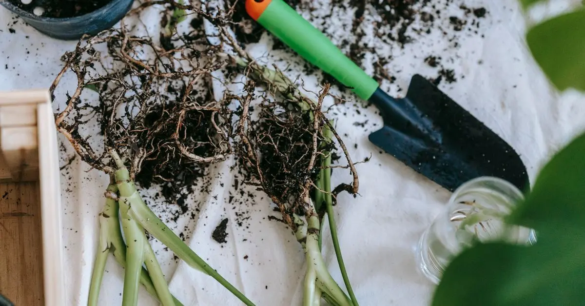 Les Légumes Racines : Que Planter et Quand