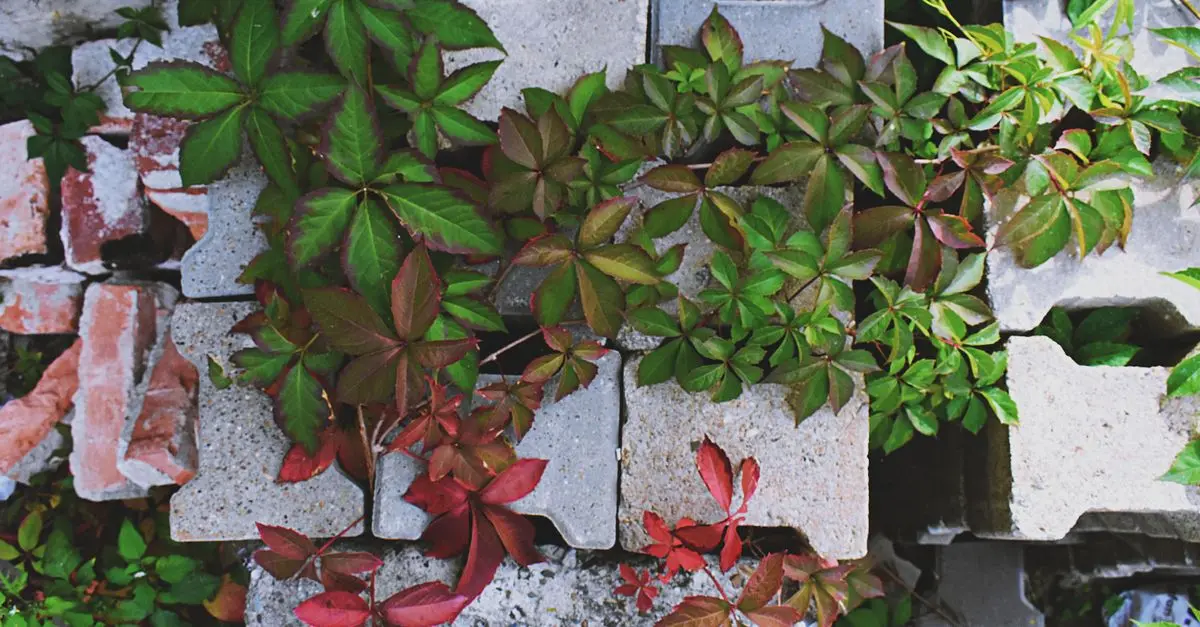 Comment Planter et Entretenir des Légumes Grimpants