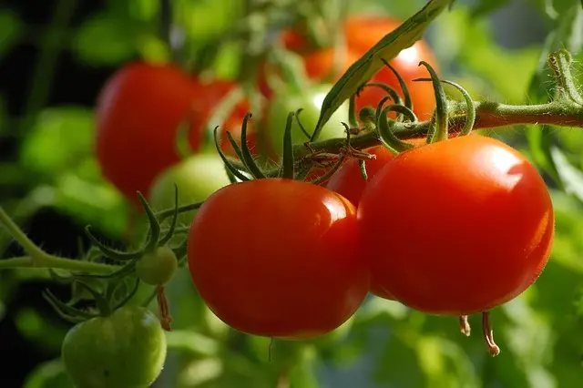 Les Légumes Indispensables pour un Potager Équilibré