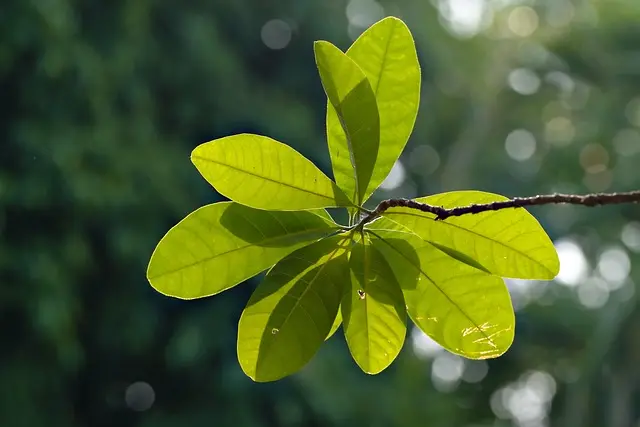 Guide Pratique pour Cultiver des Légumes en Équilibre