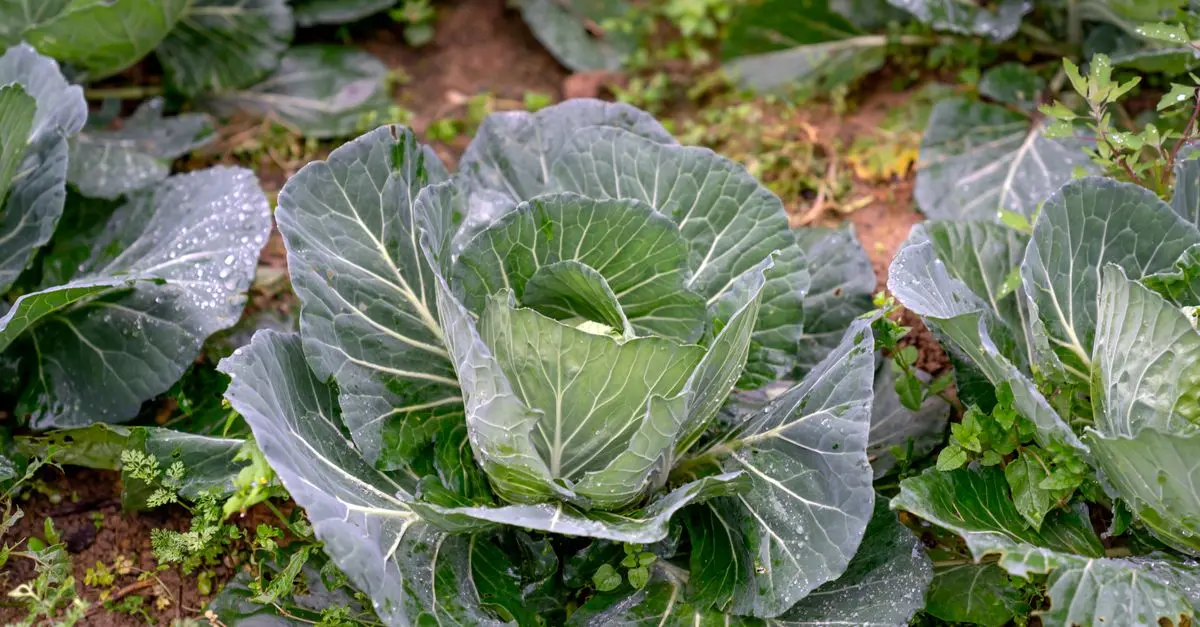 Comment Cultiver des Légumes dans un Potager Écologique