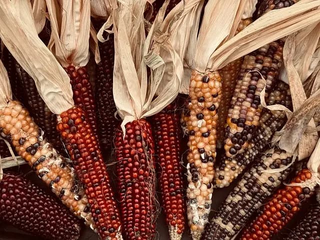 Comment Élaborer un Planning de Culture pour vos Légumes