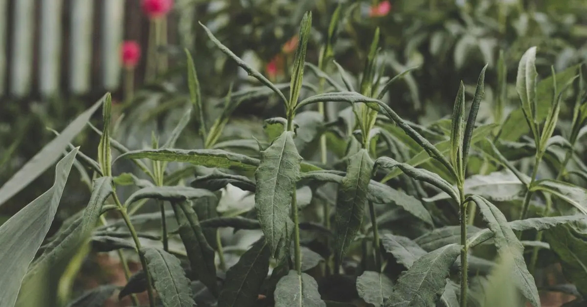 Les Légumes à Cultiver pour un Potager Écologique