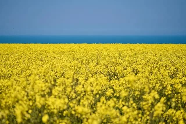 Les Meilleures Astuces pour Cultiver des Légumes en Potager Écologique