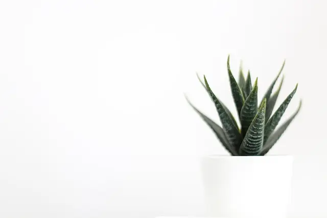 Comment Cultiver des Légumes en Intérieur : Guide Pratique