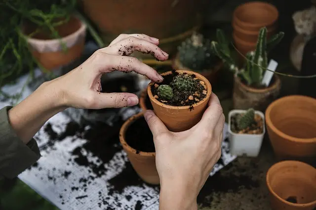 Guide Pratique pour Cultiver des Légumes en Potager Partagé