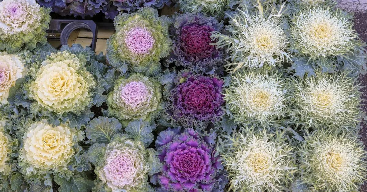 Guide Pratique pour Réussir la Culture des Légumes d'Hiver