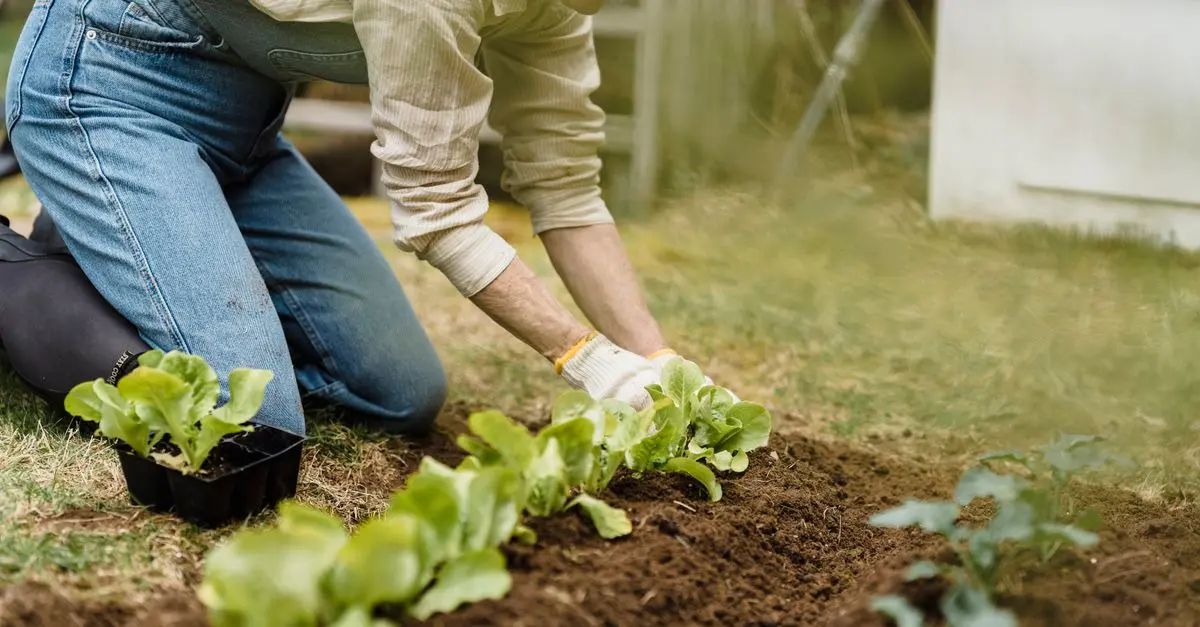 Guide Complet des Légumes à Semer au Printemps