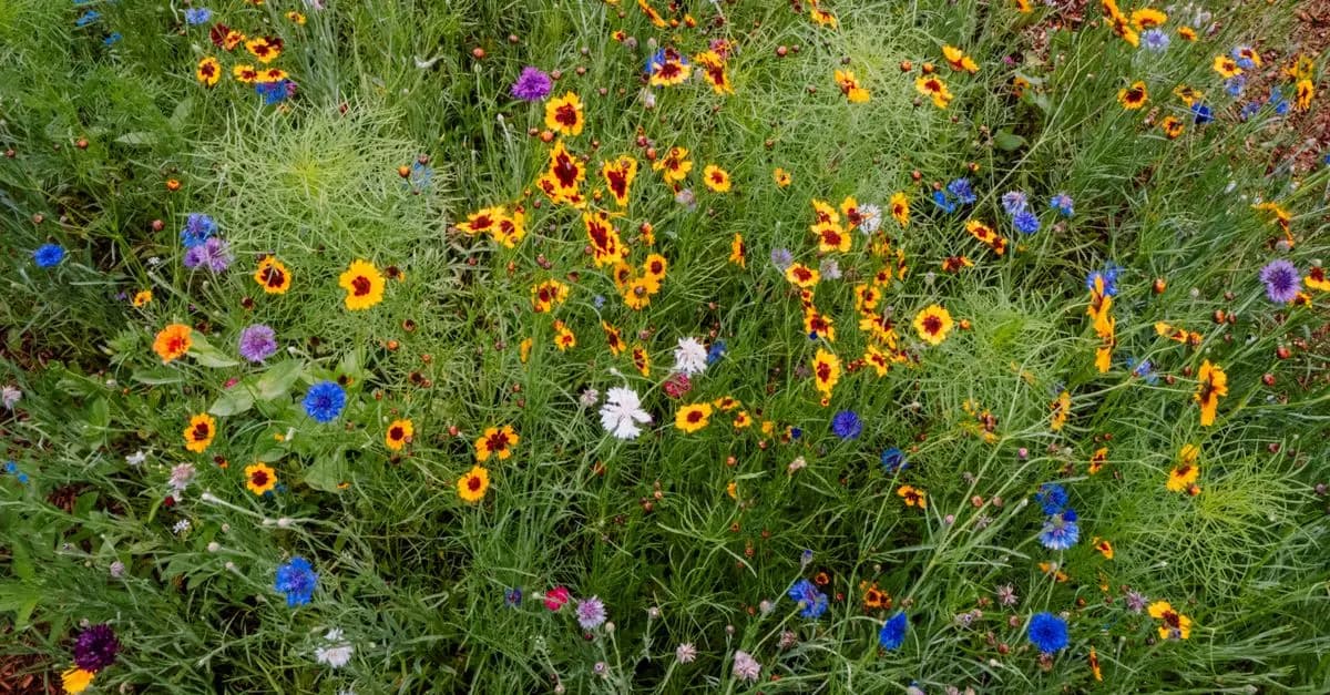 Guide Complet pour Cultiver des Légumes Écologiques