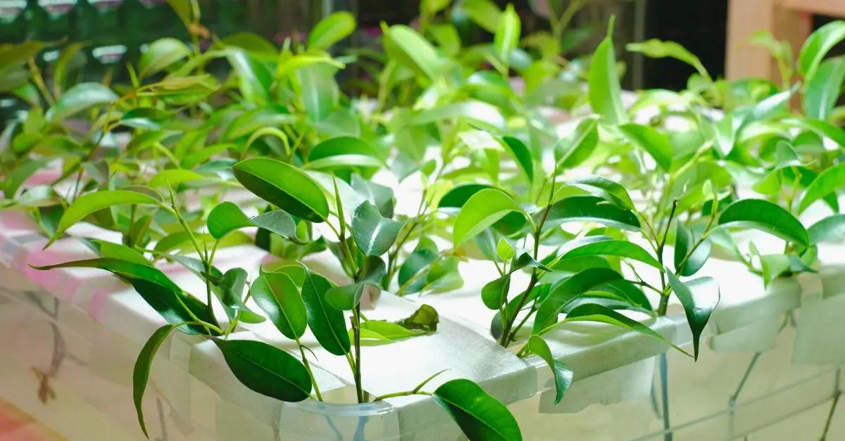 Guide Complet pour Cultiver des Légumes en Intérieur