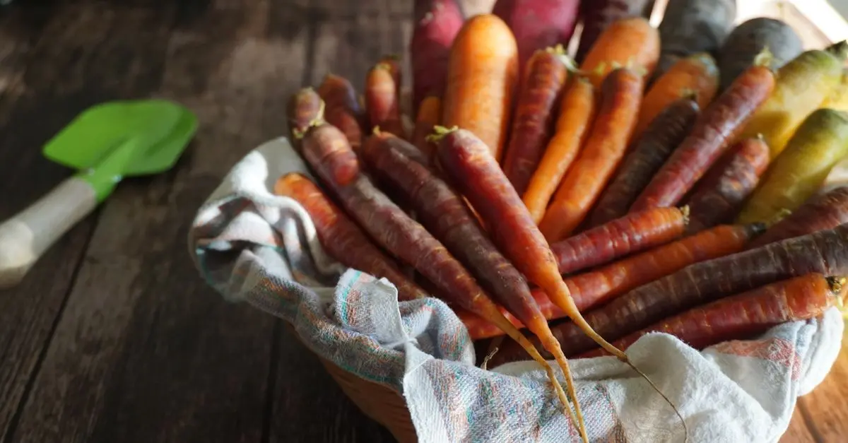 Tout Savoir sur les Légumes de Saison