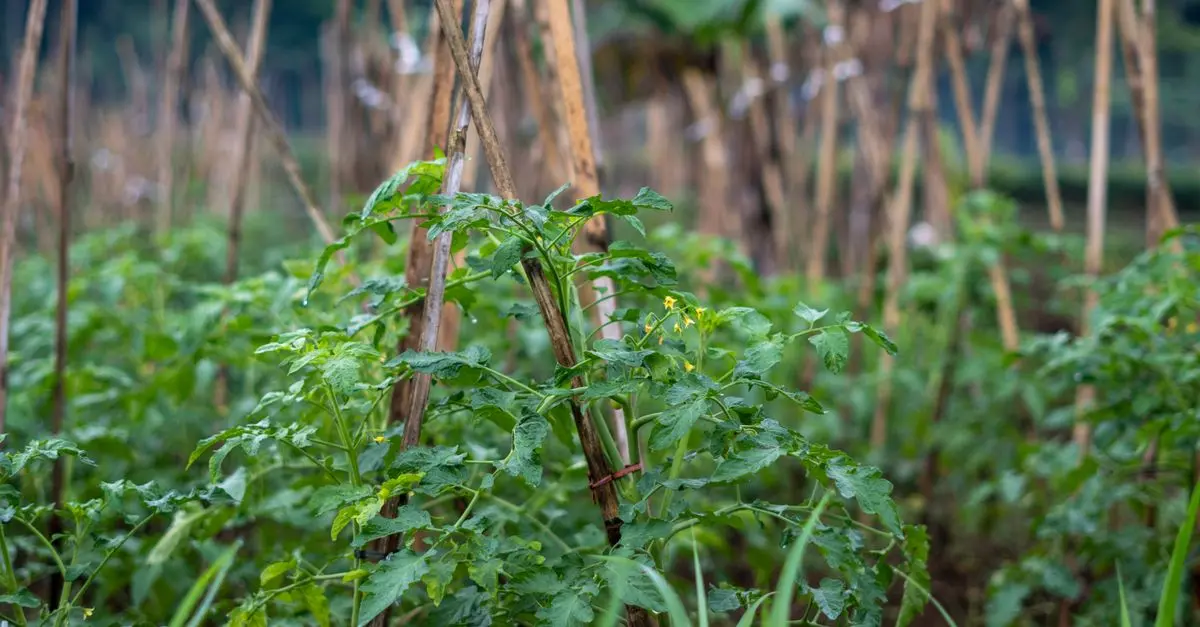 Guide Pratique pour Cultiver des Légumes en Équilibre