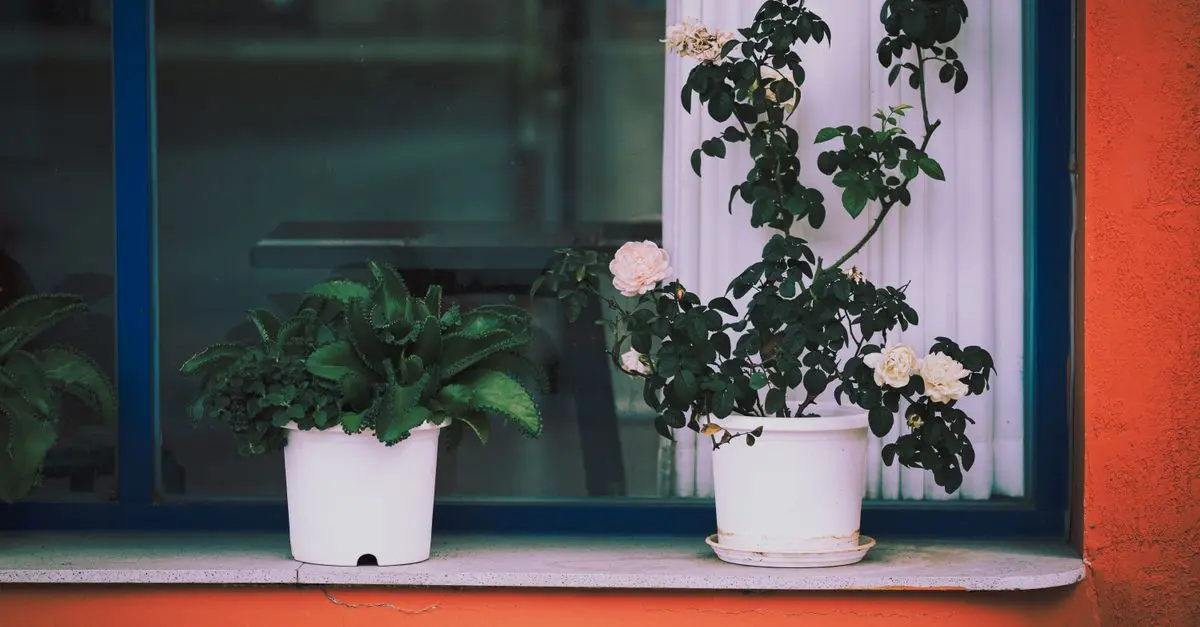 Les Secrets pour Cultiver des Légumes en Intérieur