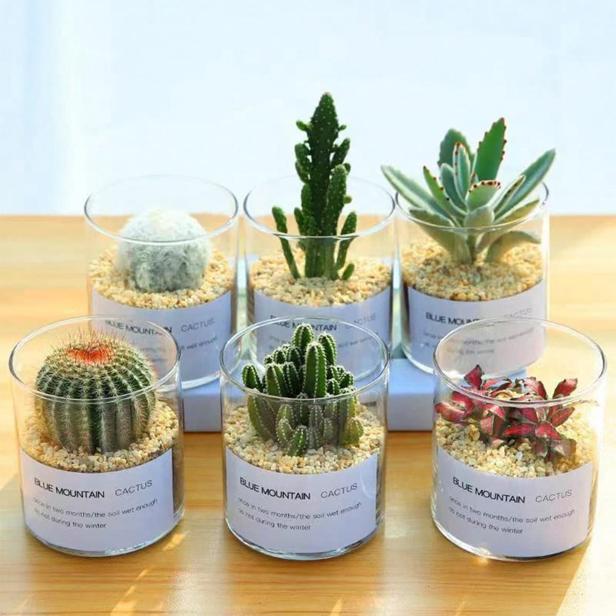 1 pièce Vase en verre transparent de style nordique pour plantes succulentes et hydroponiques, cactus, petites fleurs vertes