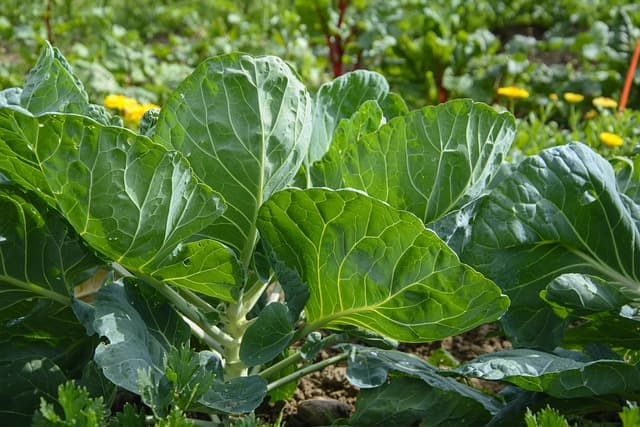 Guide Complet Pour Choisir Les Meilleurs Légumes à Cultiver