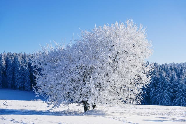 Guide Complet pour Cultiver des Légumes d'Hiver