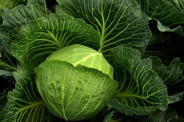 Guide Pratique pour Cultiver des Légumes à Feuilles : Astuces et Techniques