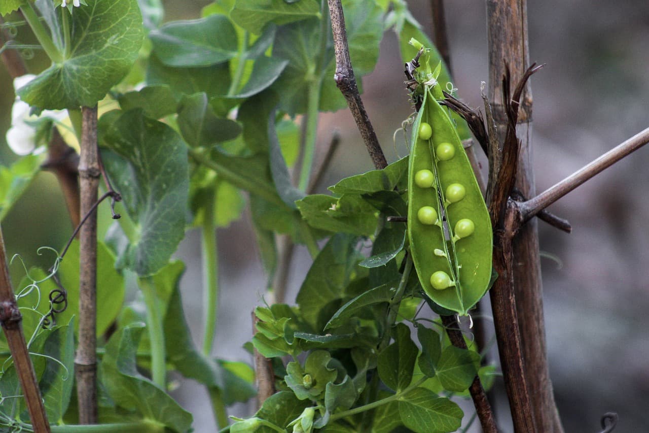 Guide Complet pour Choisir les Légumes à Cultiver