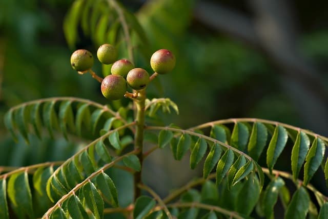 Guide Complet pour Cultiver des Légumes Écologiques au Jardin