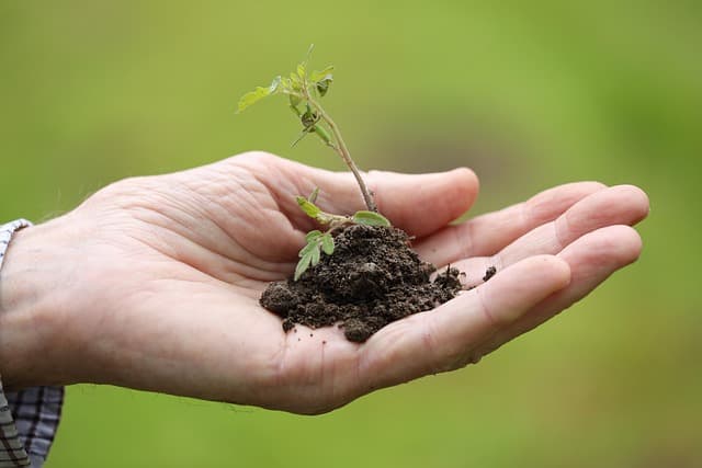 Guide Complet pour Cultiver des Légumes Bio
